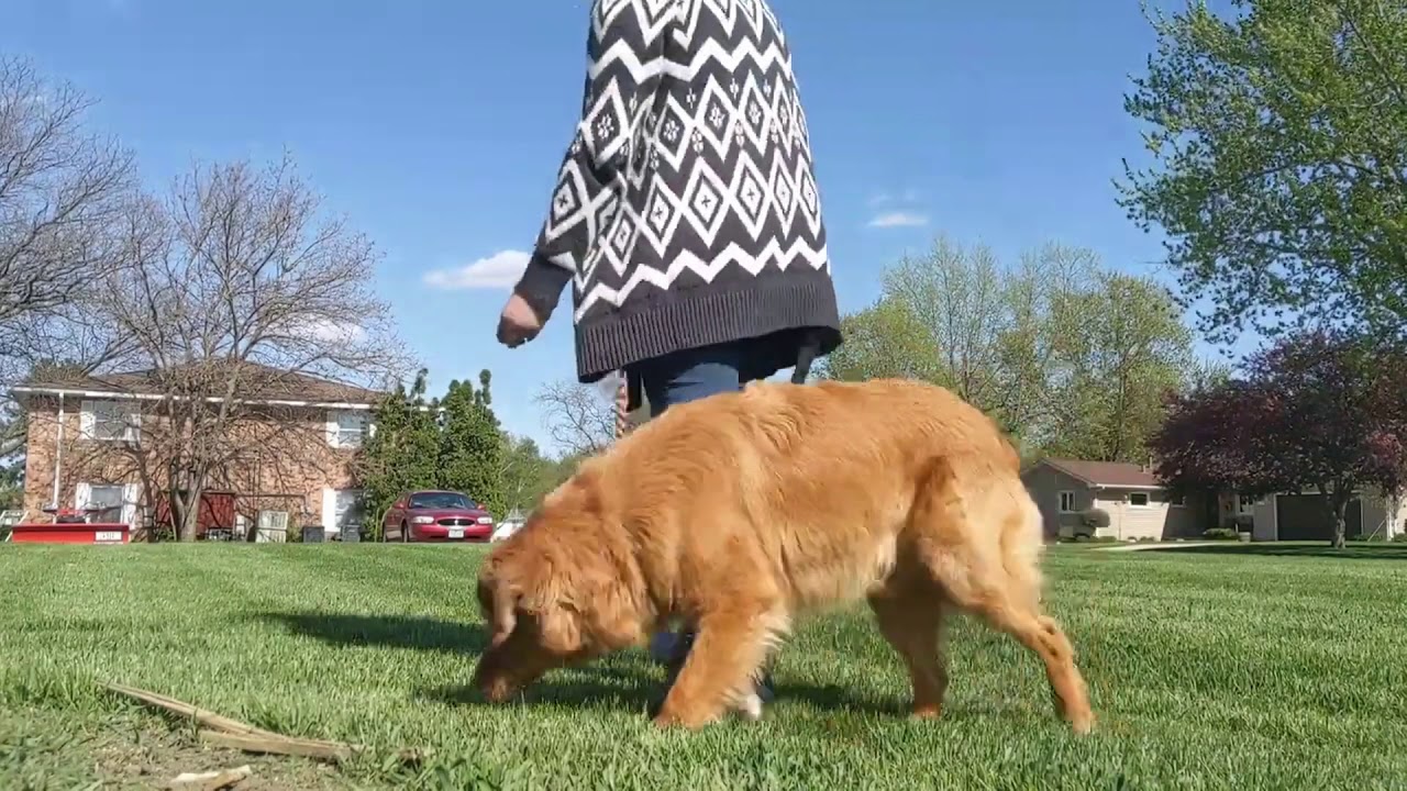 Хавал h dog