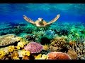 Great Barrier Reef   episode 3  David Attenborough HD