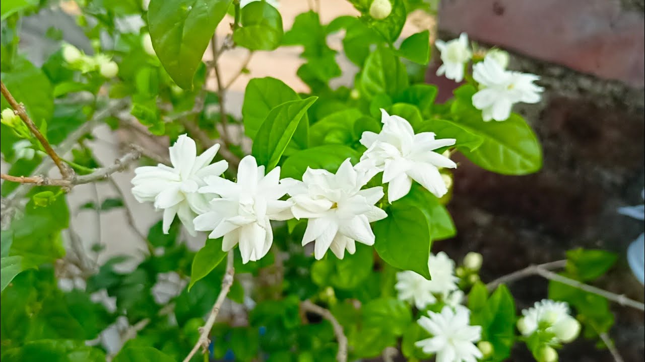 How To Get More Flowers On Mogra Plant, Mogra Plant par Aisi Flowering