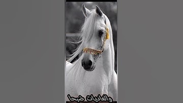 والعاديات ضبحا #سورة #العاديات #عبدالرحمن_مسعد #تلاوة_هادئة