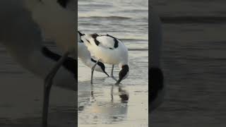 Feeding Avocet #birds #wildlife #wildlifefilmmaker #nature #wildlifefilmmaking #wildlifefilm