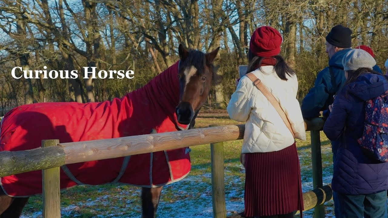 Curious Horses on a Winter Walk 