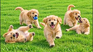 🐾💛 Funny Golden Retriever Puppies Playing Together in a Lush Green Meadow | Adorable Dog Videos screenshot 4