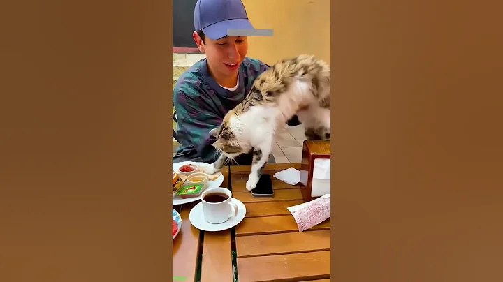 Video 11025631: long funny cat, kitten meowing, cat eyes funny, cute cat