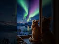 The Sky Is Putting On A Show 🌌🐱