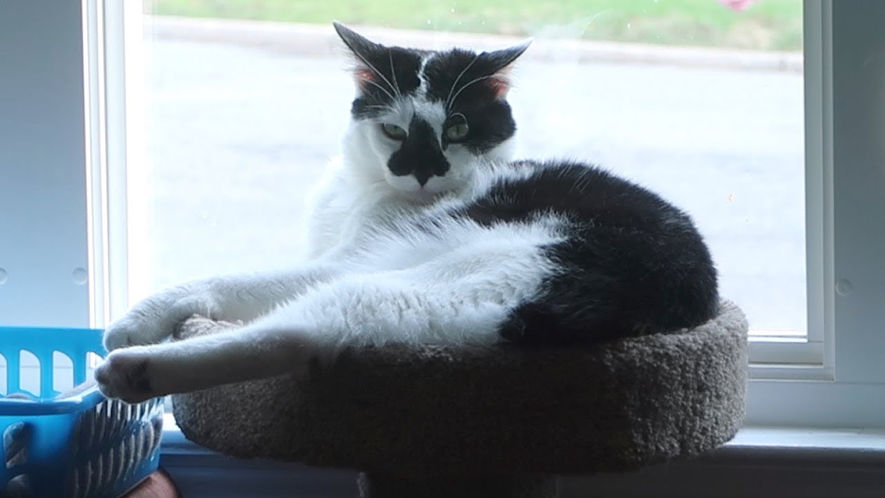 funny cats sleeping in weird positions compilation 2014 funnyplox Boo Day 288 - More Meals Near The Other Cats - Training And Socializing A Feral Cat