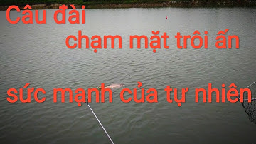 Câu đài dòng cá trôi 3kg cực phê | câu đài tự nhiên