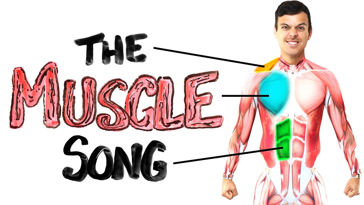 ⁣The Muscle Song (Memorize Your Anatomy) | SCIENCE SONGS