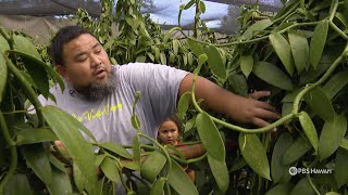 Making Vanilla on the North Shore of Oʻahu | Home is Here | PBS HAWAIʻI