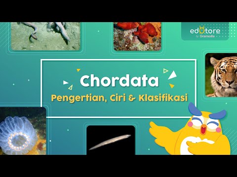 Video: Perbedaan Antara Vertebrata Dan Chordata