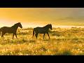 Horses moving into Light Beautiful Relaxing Music, Peaceful Soothing Instrumental Music by Tim Janis