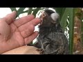 Tamaryna - miniaturowa małpka