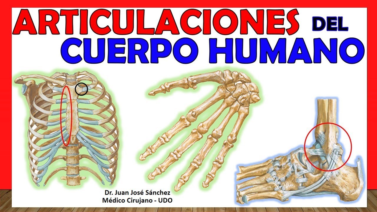 11 Tipos De Articulaciones Del Cuerpo Humano (Imágenes Y Ejemplos