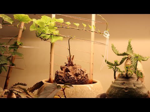 Βίντεο: Dioscorea πολύχρωμο