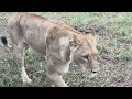 Epic Africa 1 Month From Kenya To Cape Town 
