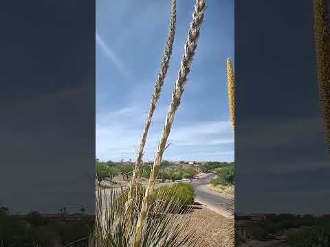 Videó: Az agavé kaktusz?