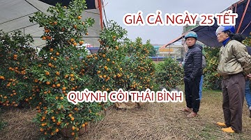 Chợ tết Quỳnh Côi Thái Bình 25 tết giá cả quất đào tết quý mão 2023
