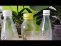 Размножение орхидеи черенками в пластиковой бутылке №1