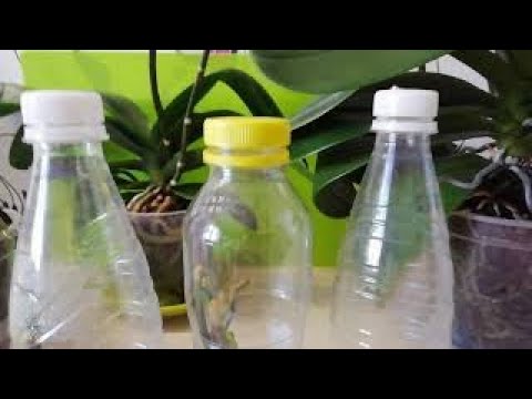 Размножение орхидей черенками в бутылке в домашних условиях с фото
