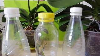 Размножение орхидеи черенками в пластиковой бутылке №1