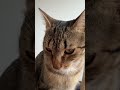 #cat #cats #chat #lachat #cute