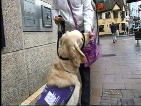 MY DOG IS PAID TO SAVE MY LIFE-CANINE PARTNERS EDW...
