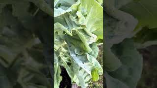 Meadow Glen Garden Update June 1, 2023 Guide