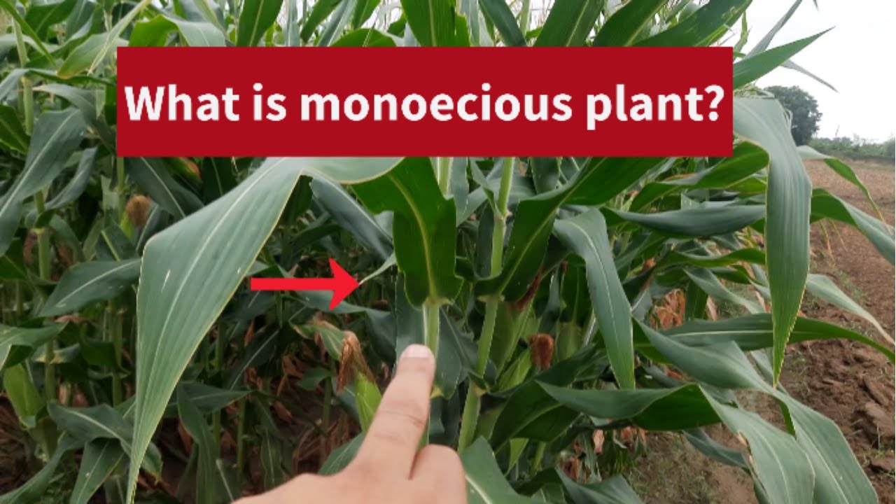 What Is Monoecious Plant YouTube What Is Monoecious Plant YouTube