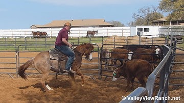 HA Chairman Rey Jean - working cows - ValleyViewRanch.net
