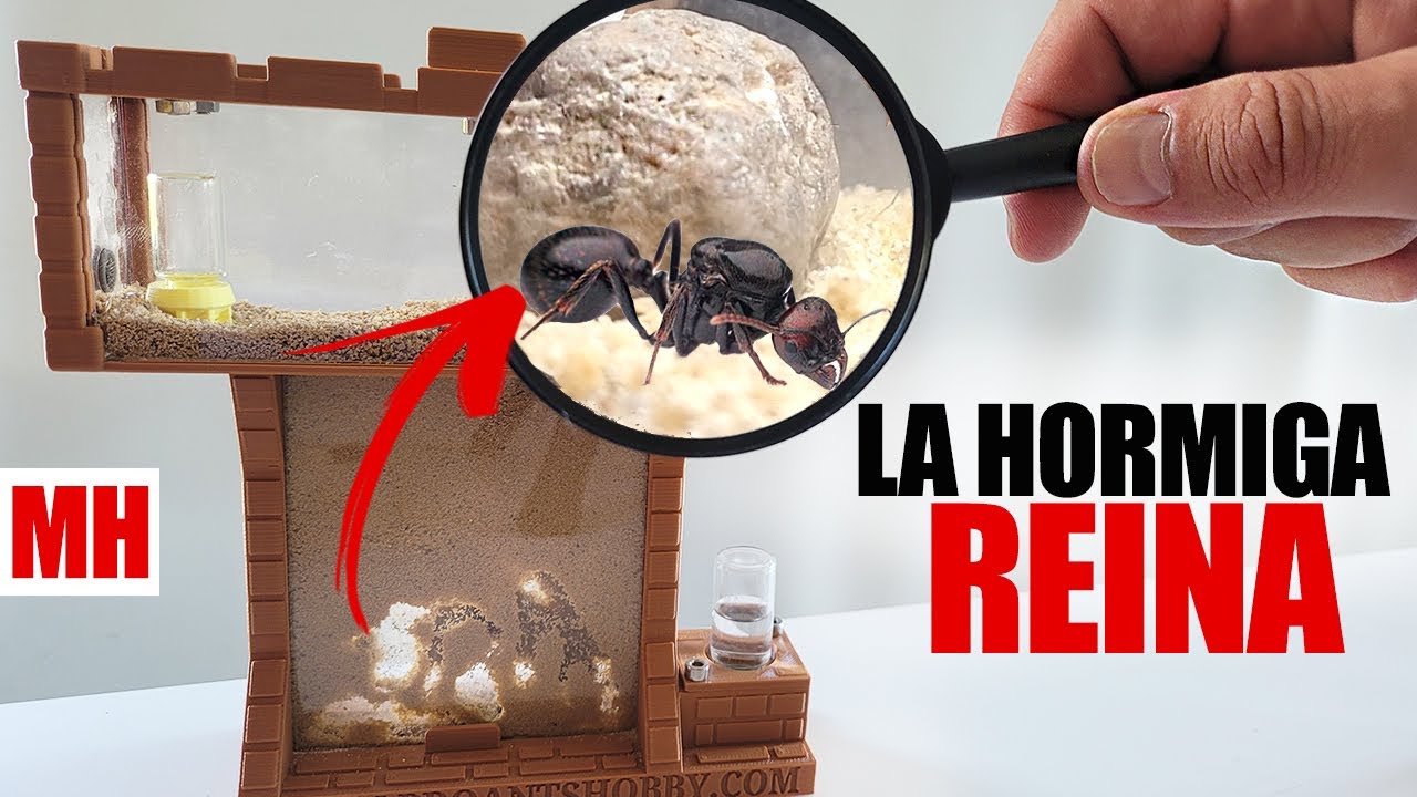 Hormiguero de arena con hormigas gratis y reina Formicarium 