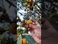 Buah Gandaria #fruit #viral #videoshort