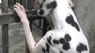 Smart dog Dalmatian open door, the most intelligent animal.wmv