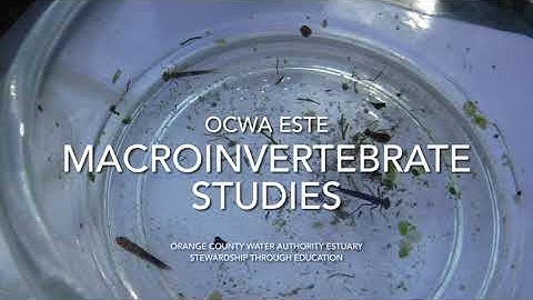 Macroinvertebrate Study