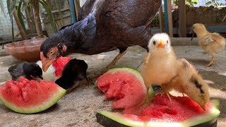 Mother Hen and her babies Eating Watermelon