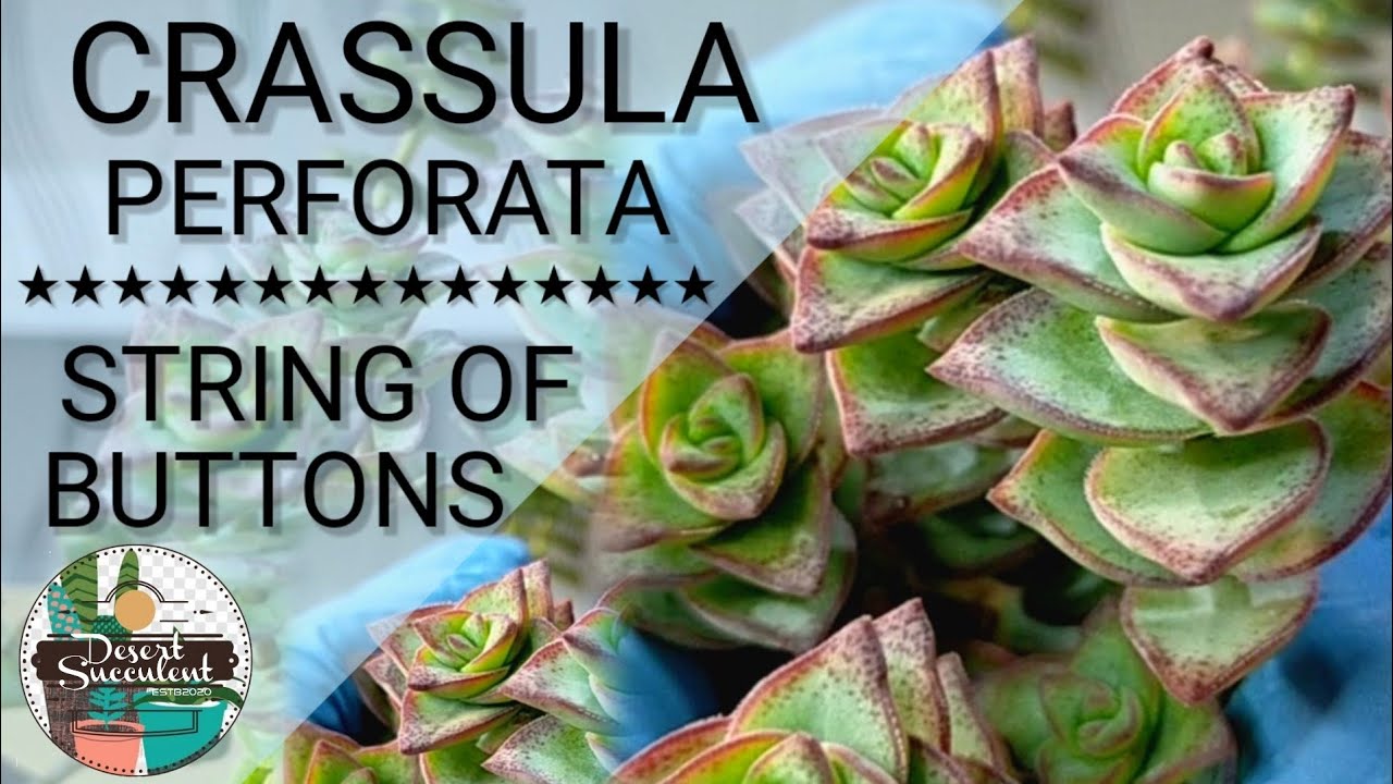 24 String of Buttons Crassula Perforata || Bbq succulent Care Guide | 다육식물 多肉植物 Suculentas
