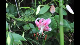 カノコユリ開花