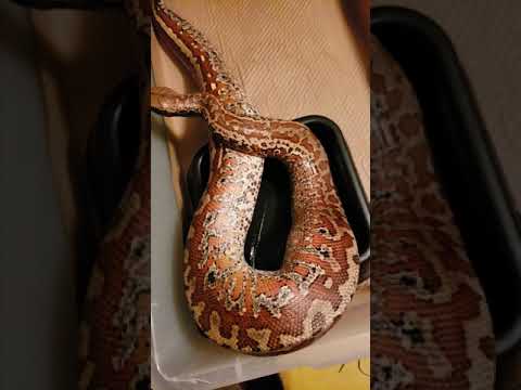 2015 Female Batik Blood Python