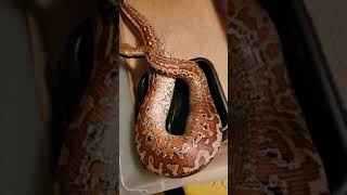 Celebrity 2015 Female Batik Blood Python Wealth
