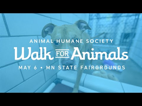 Video: Cum de a organiza o plimbare de caritate pentru animale