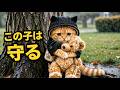 女の子の宝物を雨から守る猫が優しすぎた A Cat Protected a Girl’s Treasure from the Rain… and It Was Too Sweet