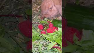 Rabbit🐰#rabbit #bunny #bunnies #rabbitlife #cute #rabbitlove #pet #bunnylife #love #pets #animals