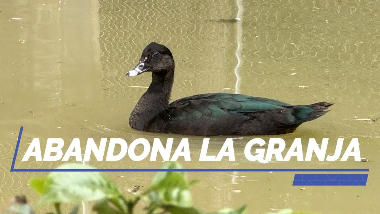 Un PATO se VA de la granja - YouTube