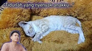 Innalilahi.. Mau dikasih Makan, Dikira Tertidur.. Ternyata mpus nya sudah Pergi