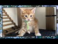 Foster kitten livestream s9 e11  june 2 2024
