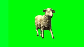 Sheep Green Screen Walk And Running Video |