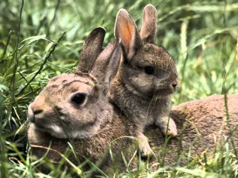 Как живут зайцы