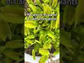 Venus flytrap feeding