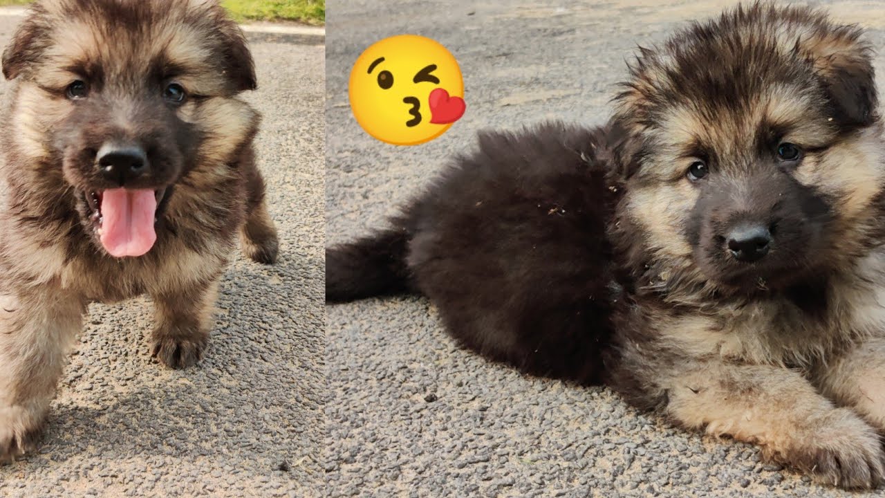 German Shepherd Puppy on Morning walk !!! YouTube