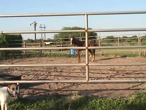 Round Pen - YouTube