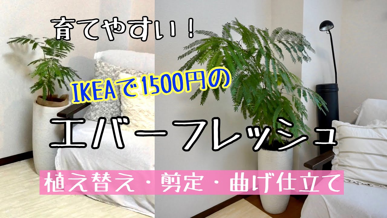 育てやすいエバーフレッシュ 植え替え 剪定 曲げ仕立てにも挑戦 Ikea購入の観葉植物 Youtube